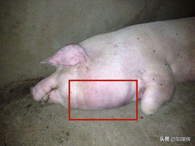 猪耳朵发红就一定是有病吗,猪耳朵发红就是猪瘟吗