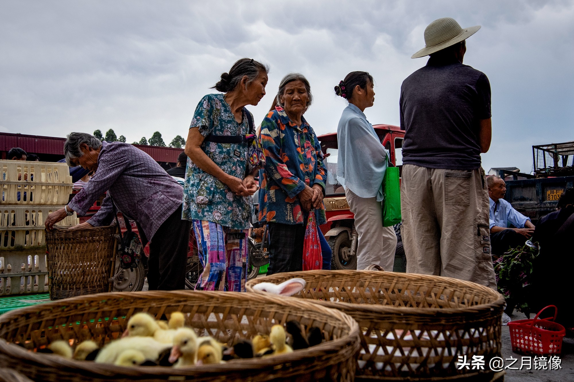 天府新区太平枇杷,成都太平枇杷批发市场