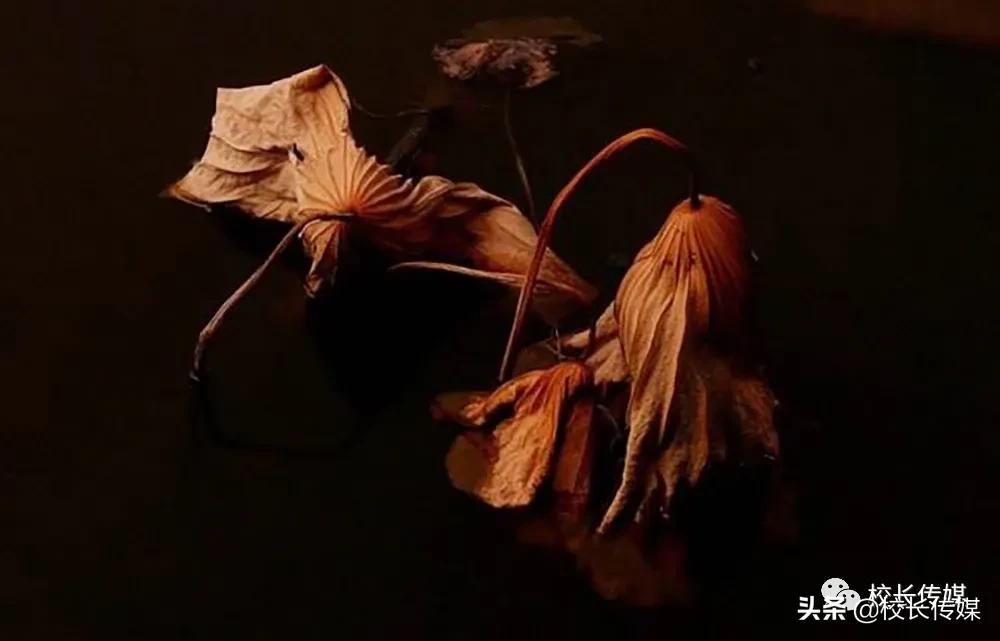 安徽黄山初三班主任跳楼自杀：那些从不生病的老师，早已遍体鳞伤