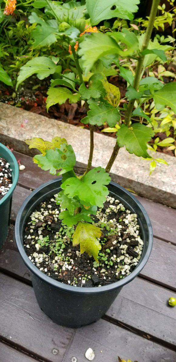 丹麦木槿怎么才能枝繁叶茂,木槿叶子枯萎了怎么治