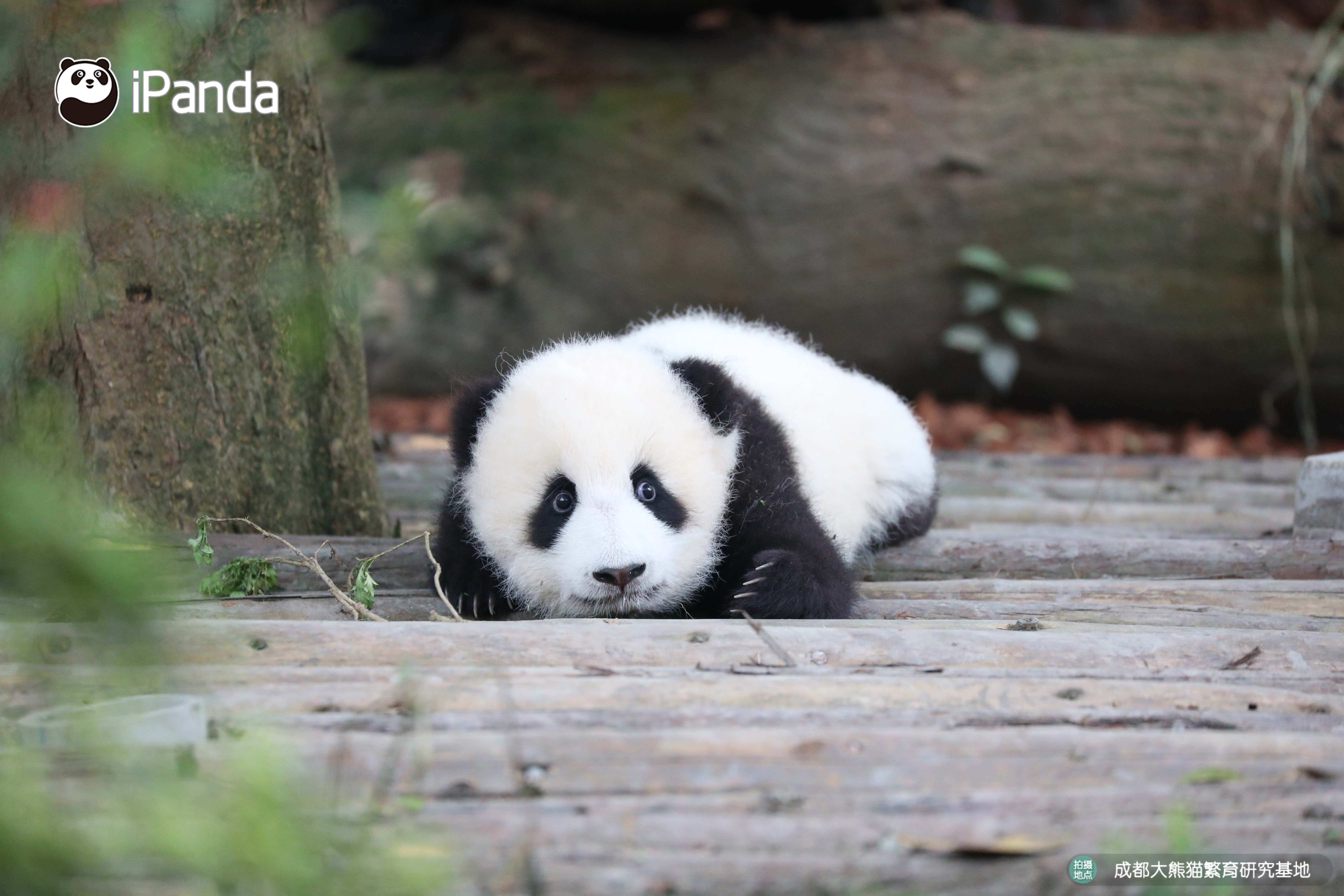 get认猫八招,轻松变大神!好看的熊脸千篇一律,认猫难到哭泣?