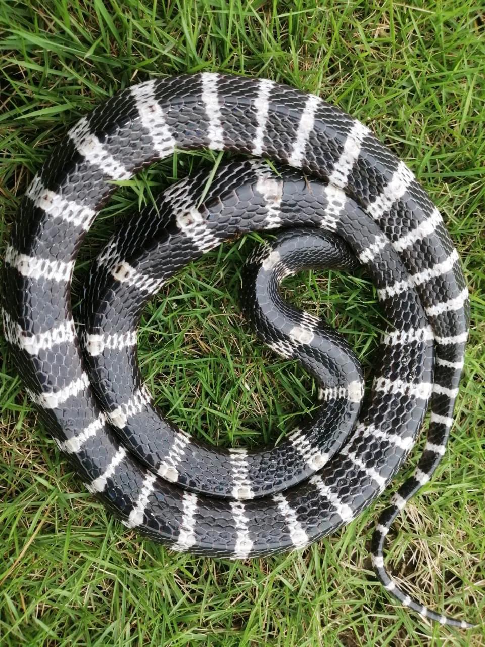 中国剧毒蛇都有哪些 (中国剧毒蛇有几种)