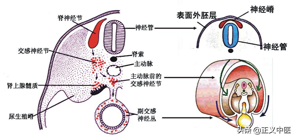 十二经脉和十二正经的区别,十二皮部