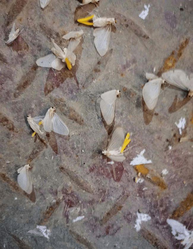 河南邓州突现大量飞蛾！密密麻麻，如雪片乱飞，是天气要突变了吗