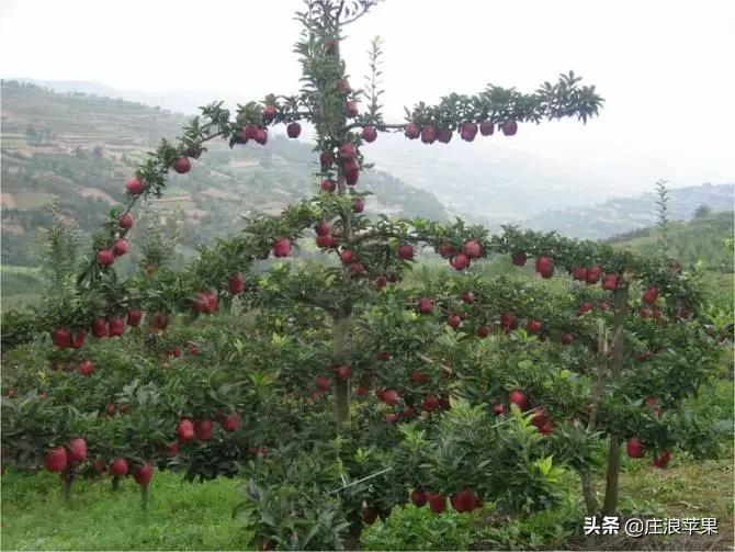 苹果树修剪技术视频全集播放,又细又长的苹果树修剪方法