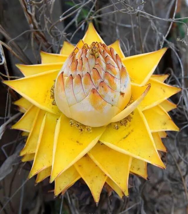 开花形状奇特的植物,一朵花开好久的植物