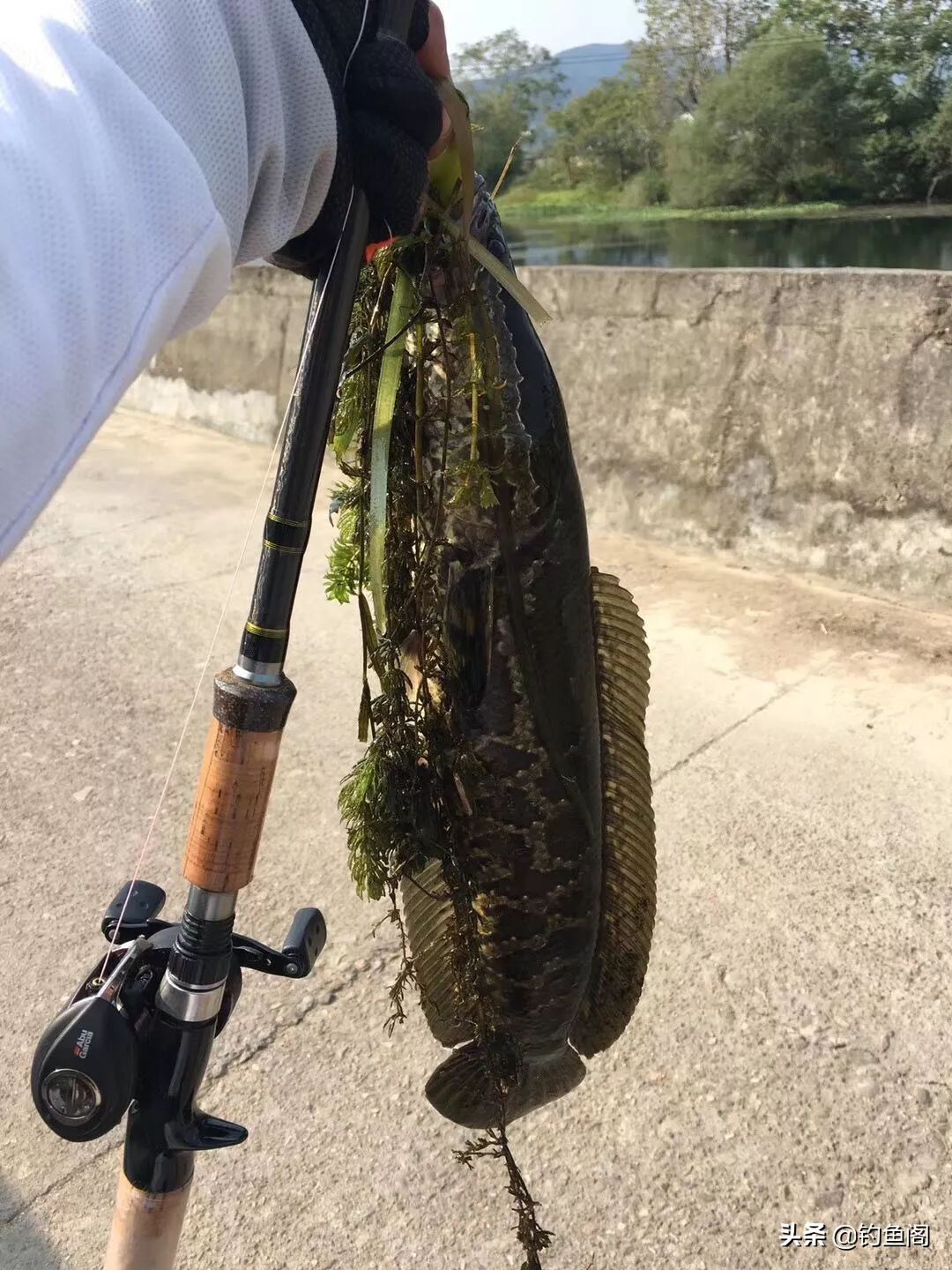 路亚钓黑鱼的技巧手法,路亚钓黑鱼手法操作和技巧视频