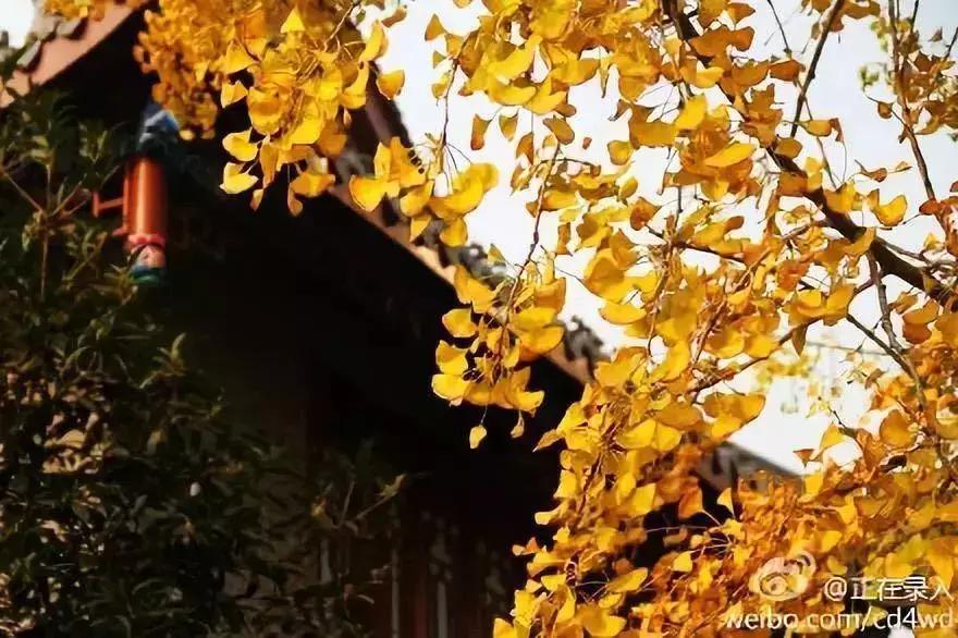 武侯银杏,武侯看银杏最好的地方