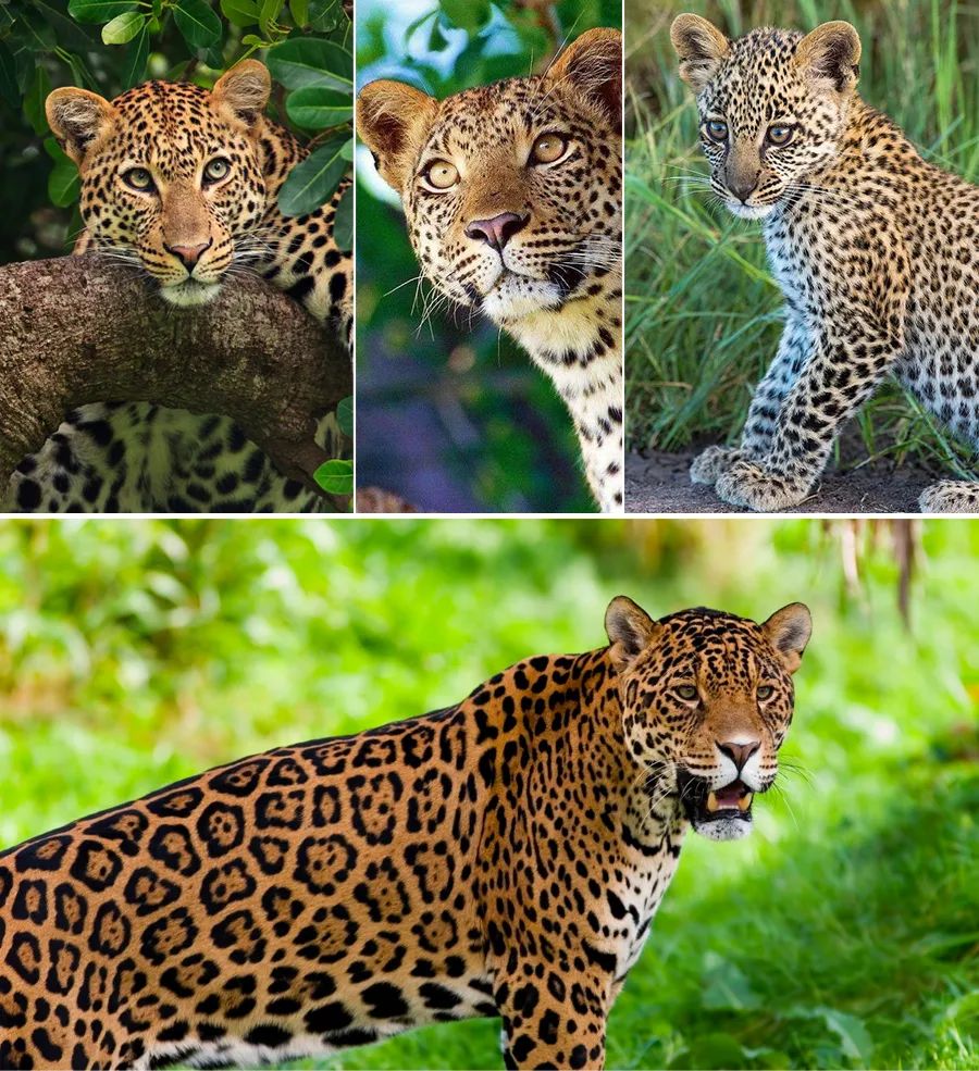 儿童画教程|艺术创想美术课程《森林里的小花豹》