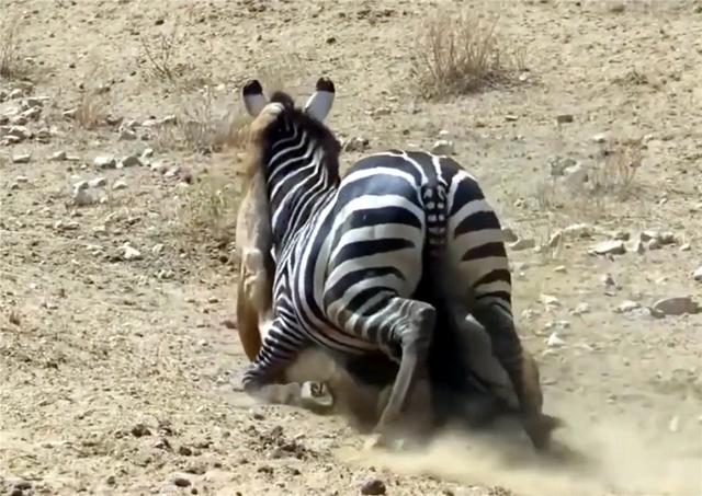 母狮抓住小斑马老斑马见死不救,母狮独自将斑马赶进狮群包围圈