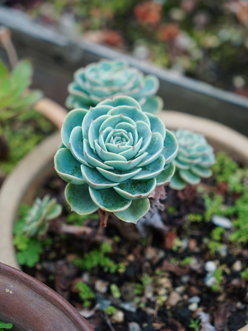 多肉玉蝶怎么度夏天,多肉玉蝶怎么度夏