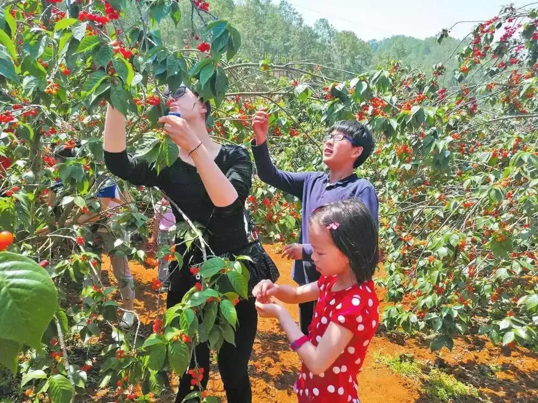 宁波横溪樱桃采摘,宁波周边樱桃采摘