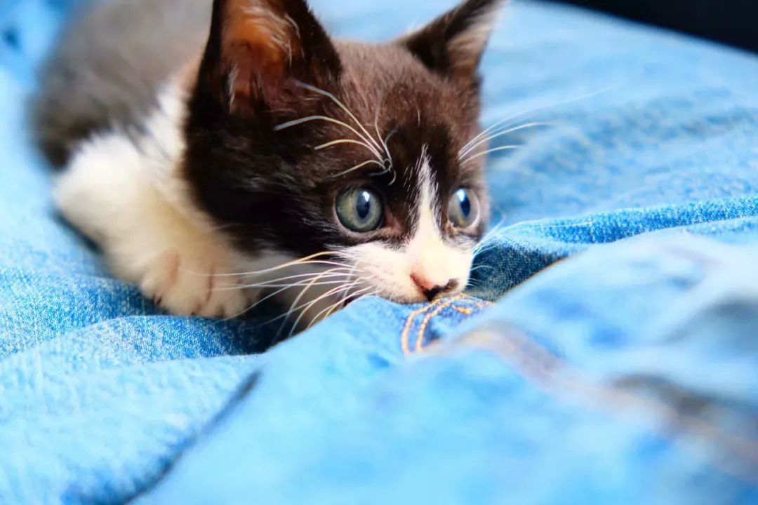 毛孩子散步回家,毛孩子去新家从此不再流浪