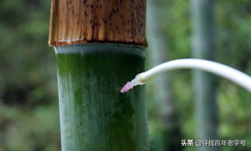 真正的竹子酒,关于网红竹子酒你真的知道吗