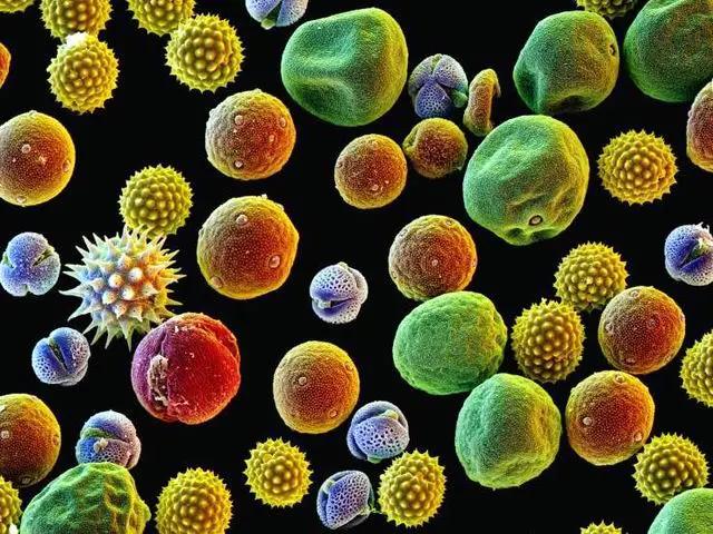 花粉怎么吃,花粉每天吃多少为宜