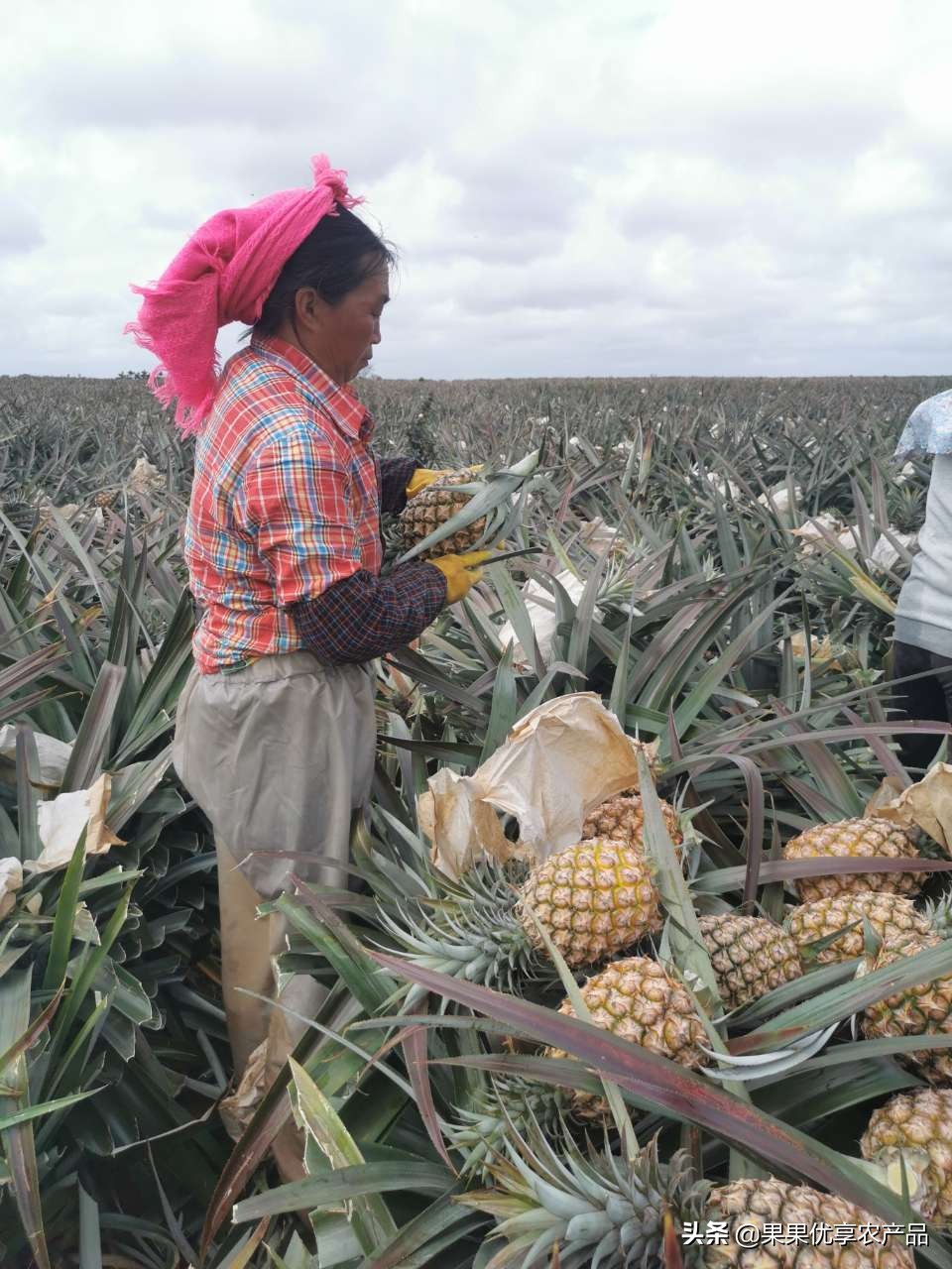 金钻凤梨成熟上市时间,金钻凤梨叶子有没有刺