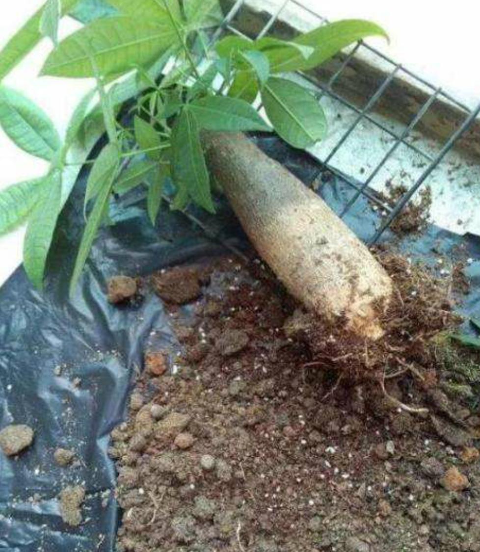 发财树冬天怎么养不掉叶不黄叶,冬季发财树枝叶枯萎要不要剪掉