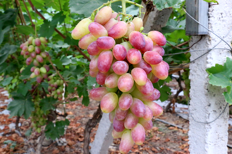 保供水果,保供应稳价格确保百姓菜篮子供应