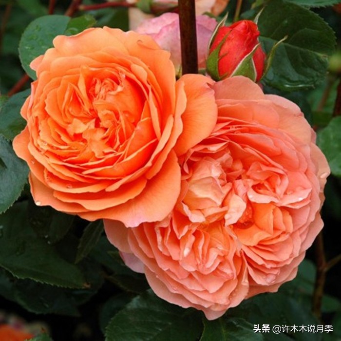 为啥网上买的月季花很难成活,为什么买的月季花养不活