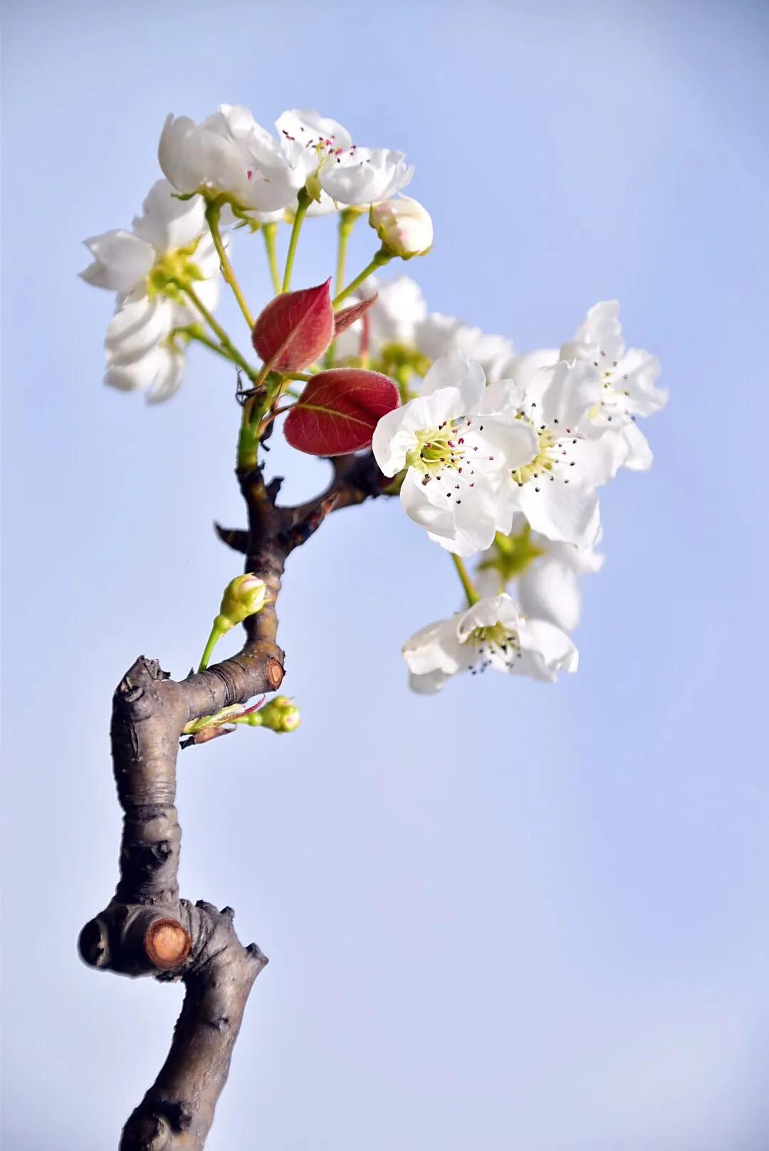 春游梨花林,邂逅三月梨花