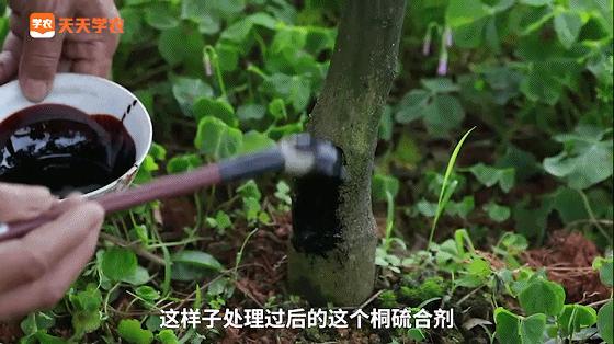 专治脚腐病特效药,专治脚腐病的最好方法