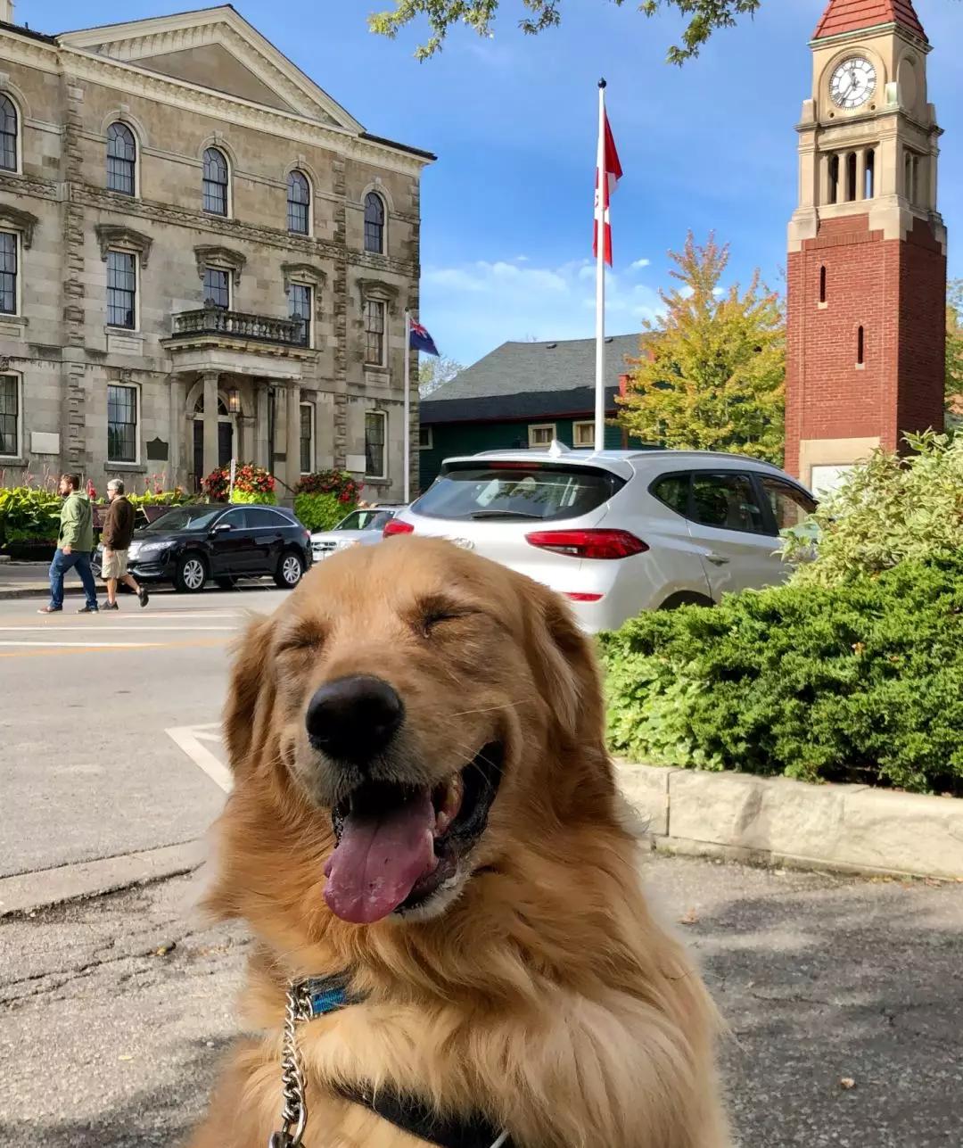 带狗狗移民,怎样带自家狗狗去国外