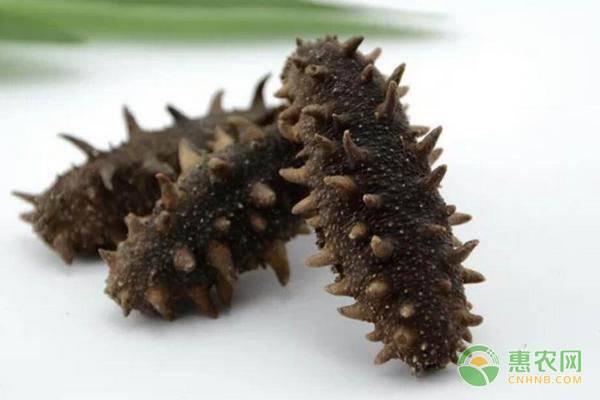 干海参的挑选方法及技巧,干海参怎么选购好吃又营养