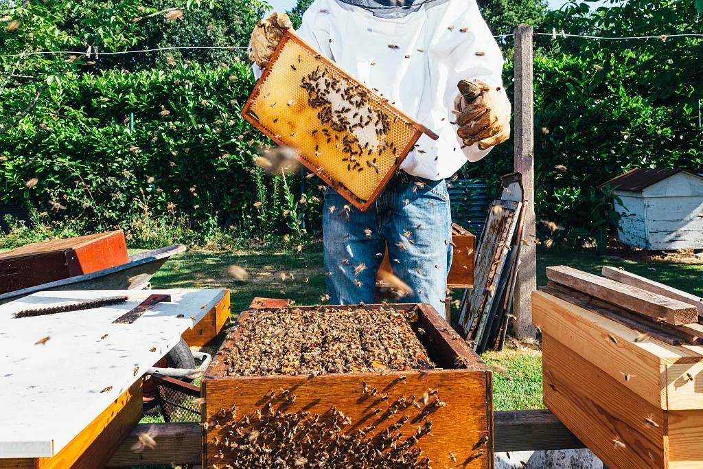 蜂蜜大部分都是糖,蜂蜜本质就是糖吗
