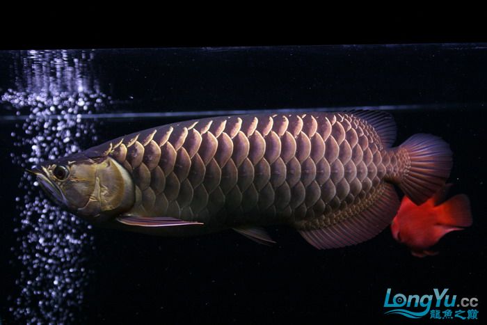 金龙鱼全过背是什么,金龙鱼最大纪录