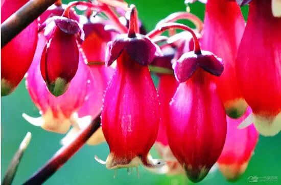 宫灯长寿花重瓣,小宫灯长寿花精品