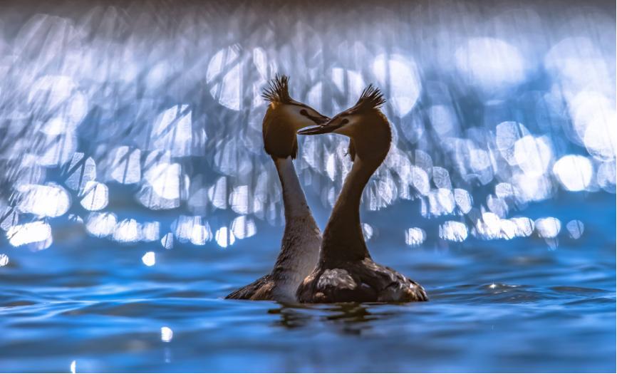 佳能拍鸟最佳镜头,佳能r5有鸟眼跟踪对焦吗