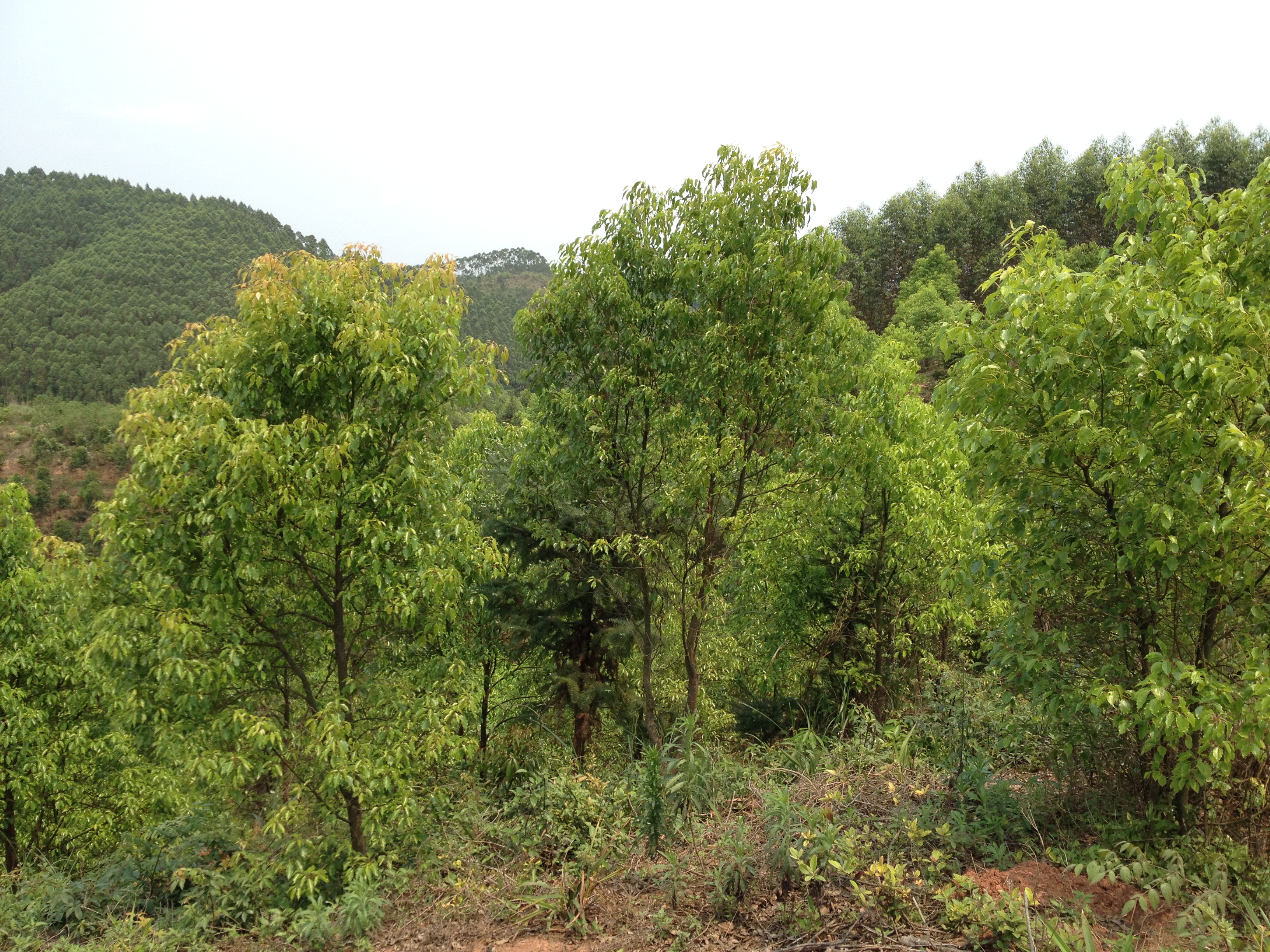 广西特色香料资源与产业现状