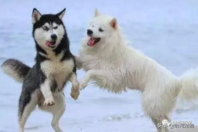 哈士奇挑衅萨摩耶，没成想遭到“反抗”，被咬的连主人都不要了