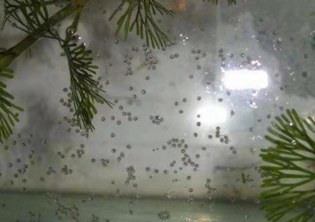 哪些观赏鱼可以裸缸饲养不必造景,最容易爆缸的观赏鱼排行榜