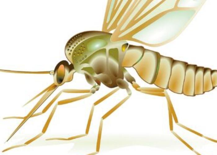 什么样的蚊子才吸血？这些知识你知道吗？