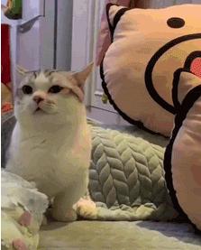 喵星人的反应能力超出常人,喵星人战斗力有多强