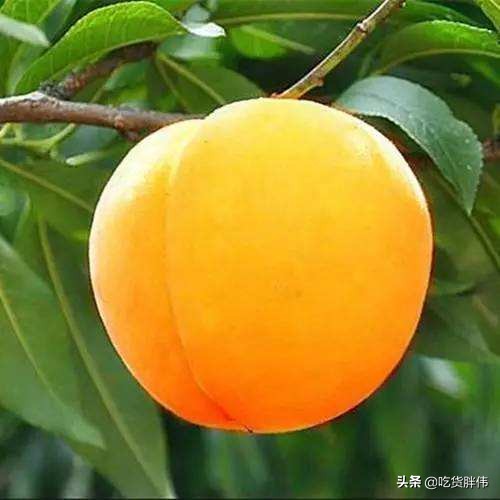 株洲河西美食前十名,株洲网红美食打卡地