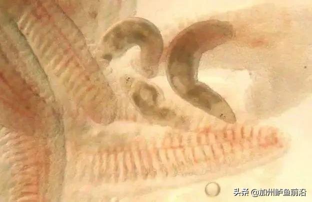 鳗鱼指环虫病,指环虫对鳗鱼有伤害吗