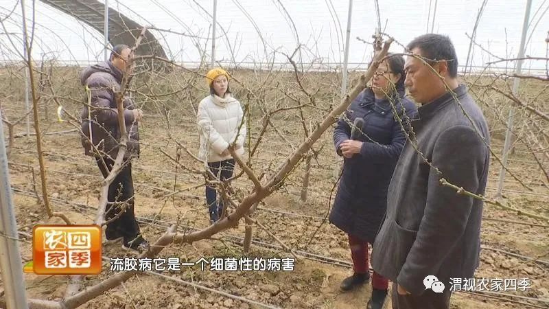 黄桃流胶病用什么药,油桃流胶病的防治方法