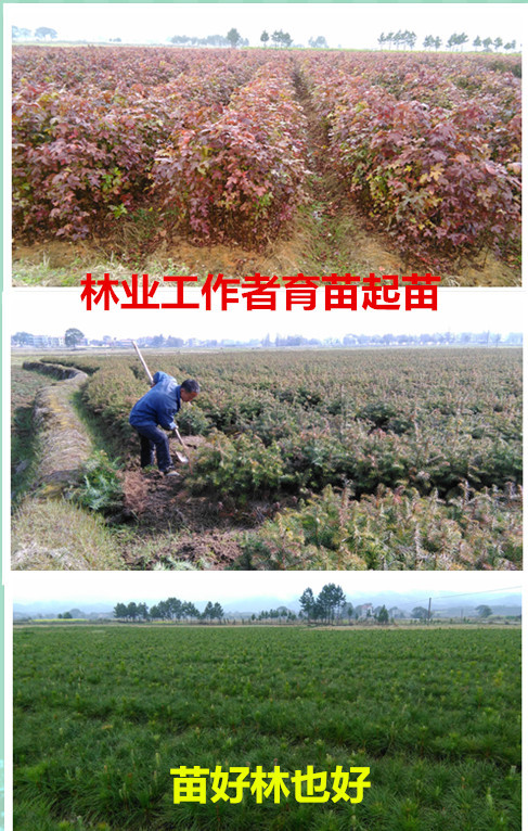 林业礼赞——世界最后一滴水将是人类的眼泪吗