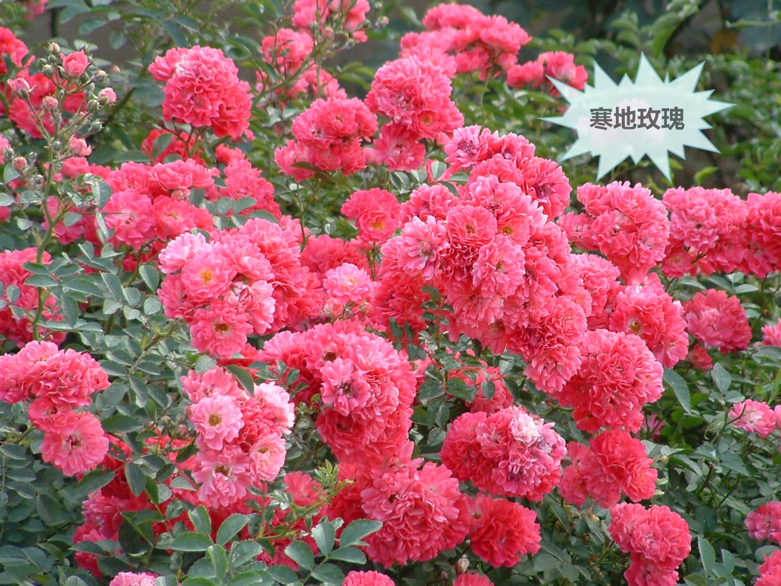 大兴月季园的月季有多少种,北京最大的月季基地在哪