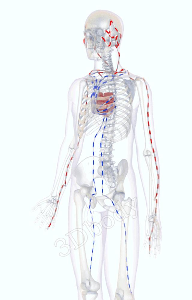 3d经络循行图讲解,阴维脉与阳维脉3d循行动态走向图