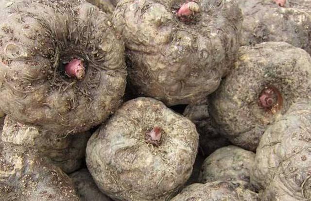 农村常见野生有毒植物,农村有毒的野果和植物