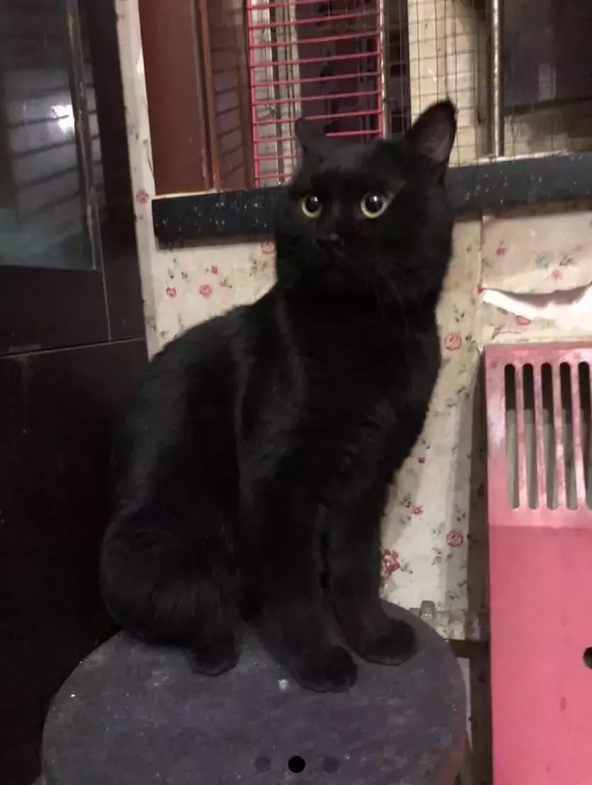 给它们一个家|线上宠物领养日,201903102