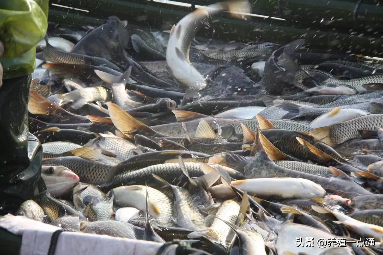 春季草鱼突然死亡怎么回事,春季野外草鱼死亡原因