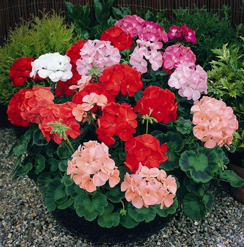 天竺葵小苗好养还是老桩好养,天竺葵老桩怎么养