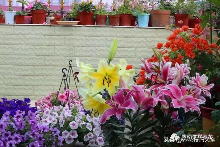 香味最好闻的十种花,一年四季都能闻到香味的四种花