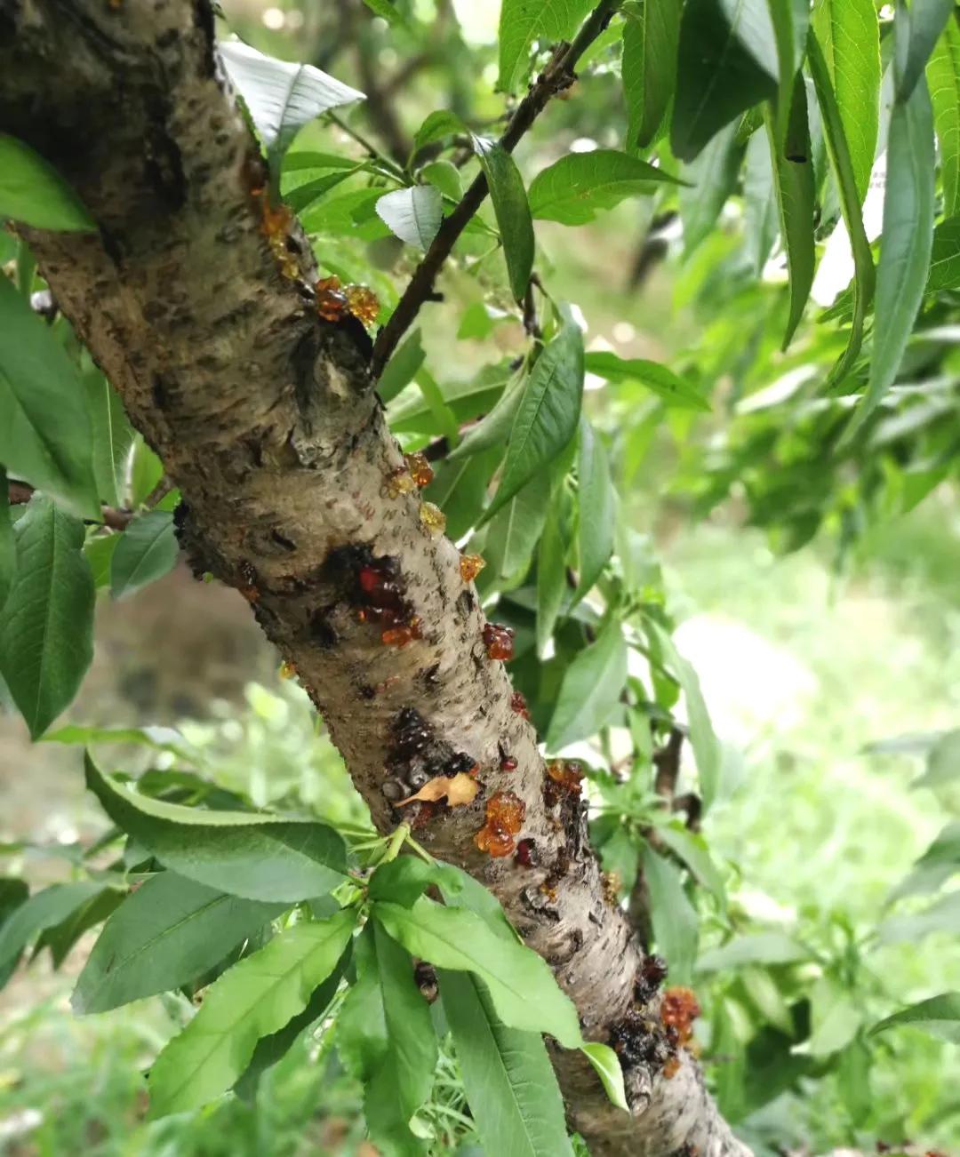 桃胶桃花泪饮品,桃胶桃花泪