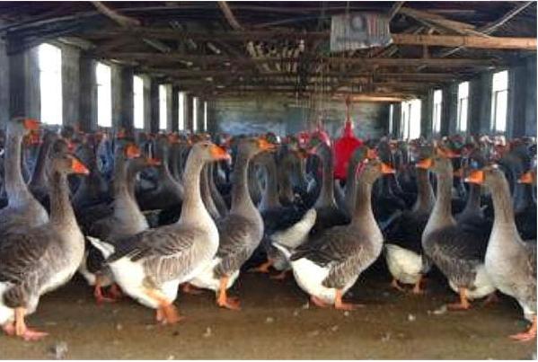 养鹅怎么预防鹅病,养鹅如何预防鹅病