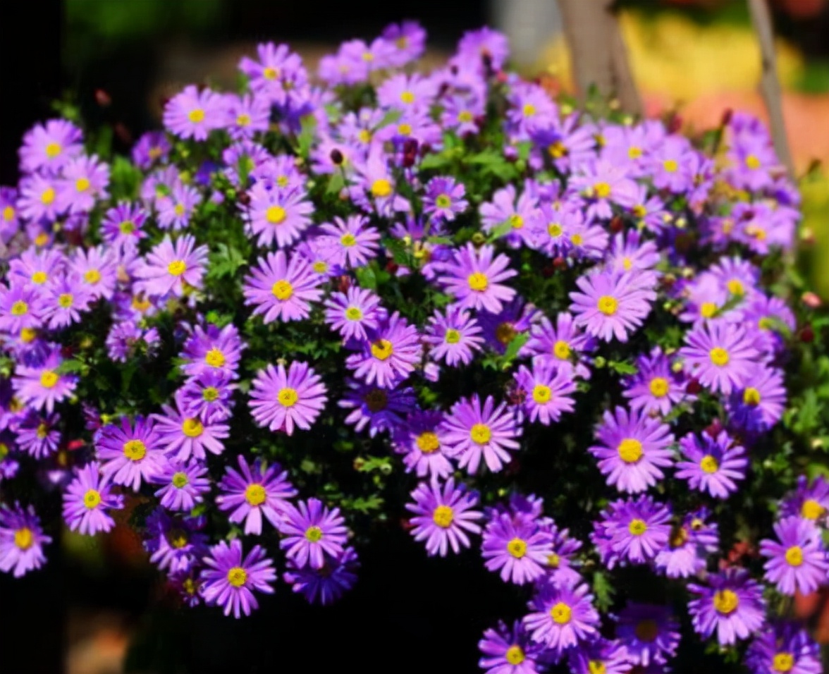 除了塑料花,还有这4种花,能够全年开花不断,只要条件达到即可